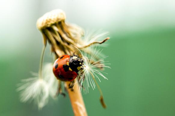 nature picture closeup ladybug perching on dandelion 