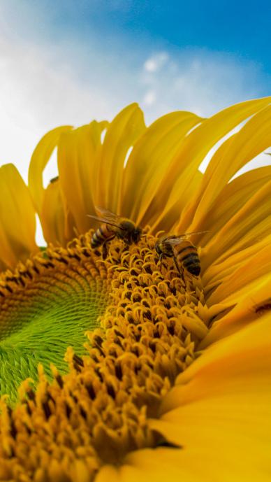 nature picture closeup sunflower petal honebees