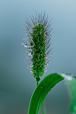 nature picture closeup wet leaf flower 