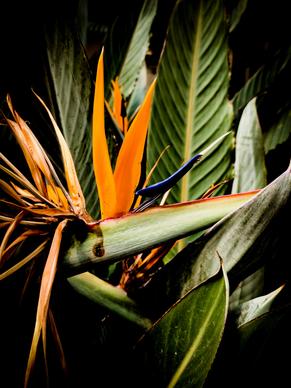 nature picture contrast bird of paradise flower leaves scene 