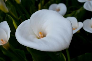 nature picture contrast blooming arum lily scene