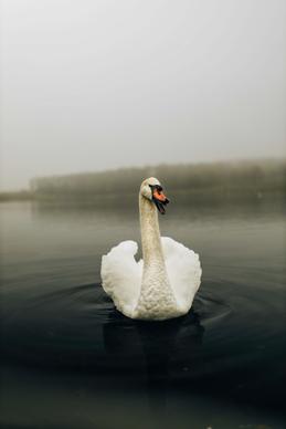 nature picture contrast classic swimming swan
