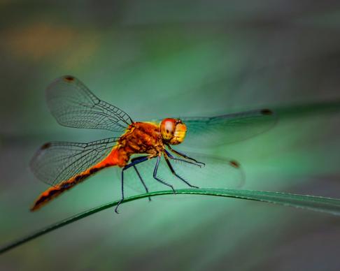 nature picture contrast dragonfly perching leaf closeup 