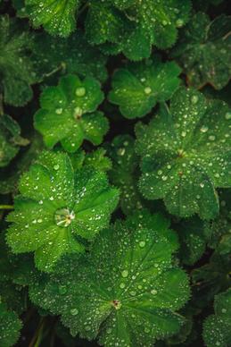 nature picture contrast droplet wet leaves 