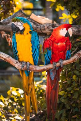 nature picture cute perching macaw birds