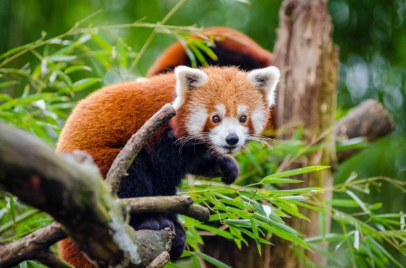 nature picture cute red panda closeup