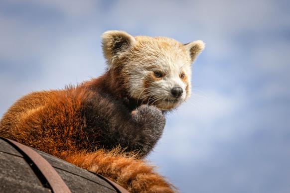 nature picture cute red panda relaxation closeup