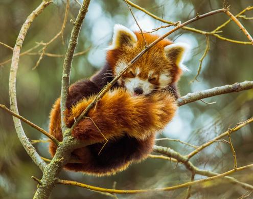 nature picture cute sleeping red panda