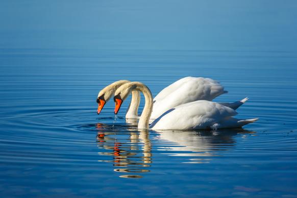 nature picture cute swans couple swimming