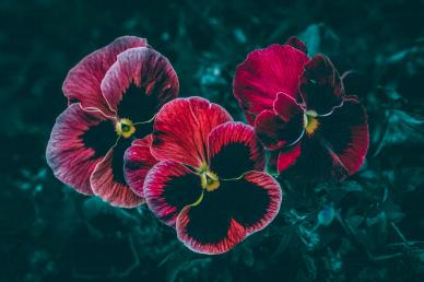 nature picture dark night blooming Pansy flowers