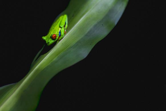 nature picture dark tiny frog scene closeup