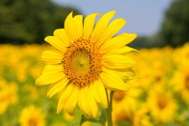 nature picture elegant blooming sunflower closeup