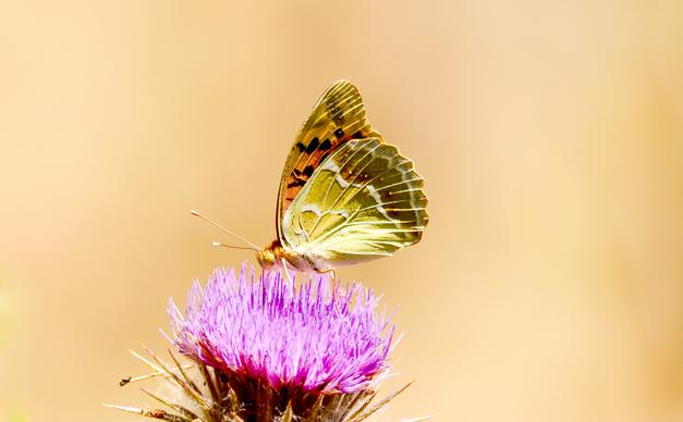 nature picture elegant butterfly perching flower