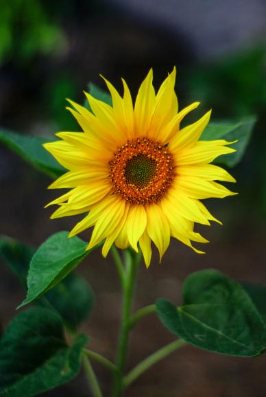 nature picture elegant closeup blooming sunflower  leaves