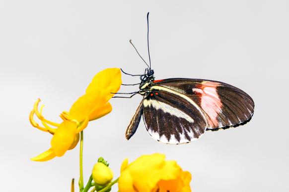 nature picture elegant closeup butterfly petal 