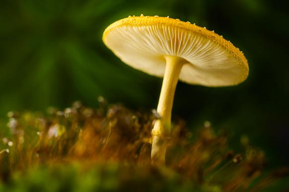 nature picture elegant closeup contrast growing mushroom 