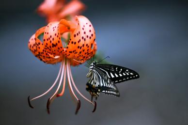 nature picture elegant closeup lily petal perching butterfly