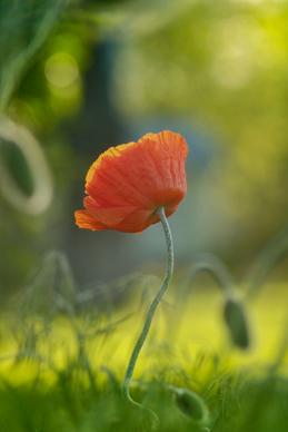nature picture elegant closeup poppy flower