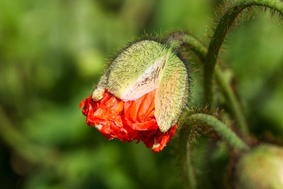 nature picture elegant closeup poppy petal