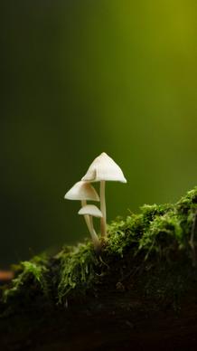 nature picture elegant closeup tiny mushroom 