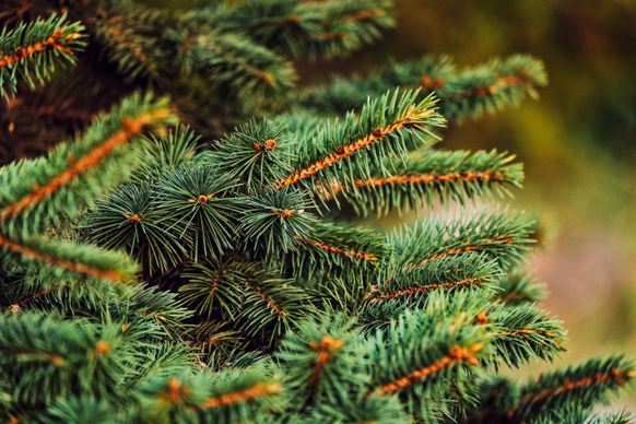 nature picture elegant pine tree closeup 