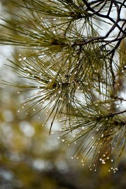 nature picture elegant pine tree leaf closeup