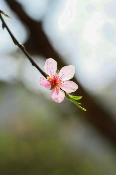nature picture elegant sakura petal closeup