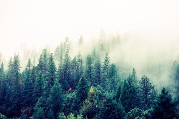 nature picture foggy forest scenery  