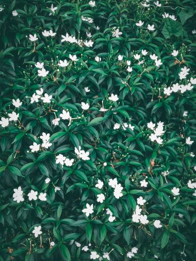 nature picture jasmine blossom scene