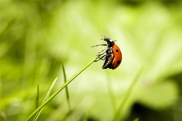 nature picture ladybug perching grass closeup