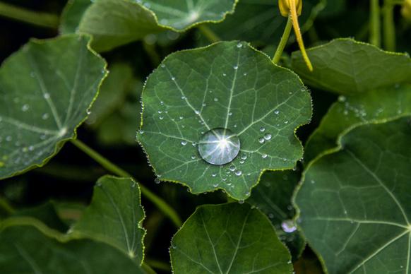 nature picture luxuriant leaves dew drop