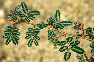 nature picture Mimosa leaves branch closeup