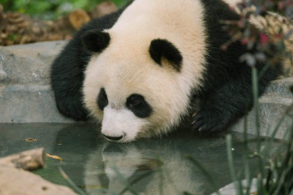 nature picture panda drinking water scene 