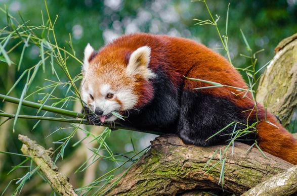 nature picture red panda eating bamboo