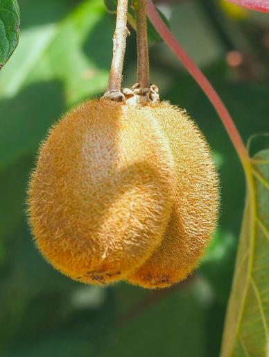 nature picture ripe kiwi fruit closeup