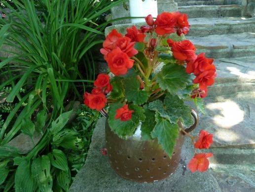 nature potted flowers begonias