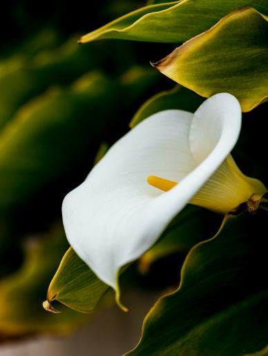 nature scene backdrop contrast closeup arum lily blooming