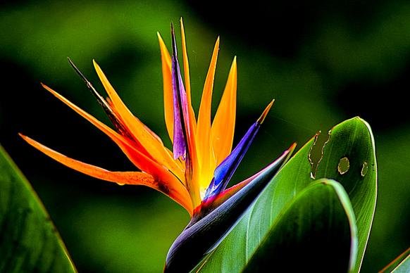 nature scene picture blooming Bird of paradise flower  