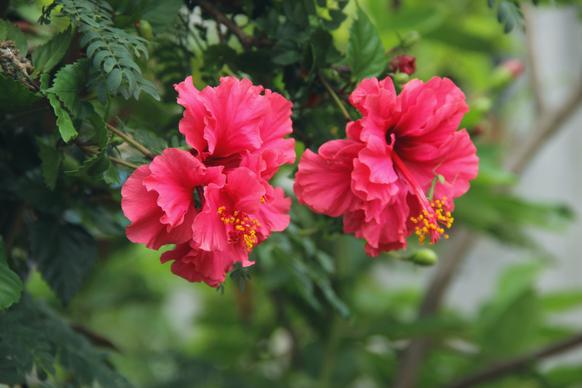 nature scene picture blooming hibiscus leaves