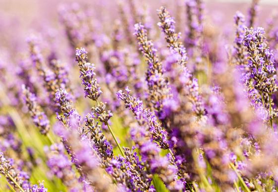 nature scene picture blooming lavender
