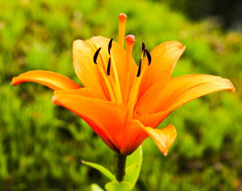 nature scene picture blooming lily closeup