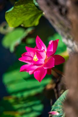 nature scene picture blooming lotus elegance 