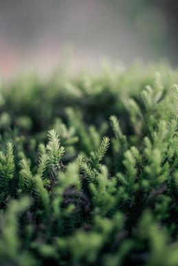 nature scene picture blurred closeup pine tree leaves 