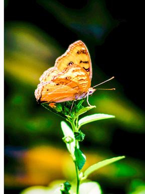 nature scene picture butterfly perching leaf closeup 