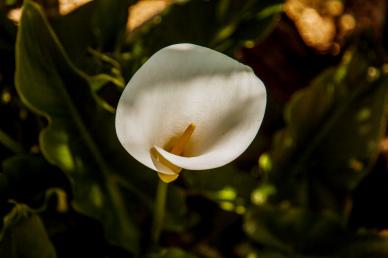 nature scene picture contrast arum lily blooming