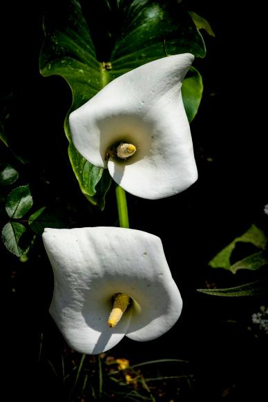 nature scene picture contrast blooming arum lily leaves