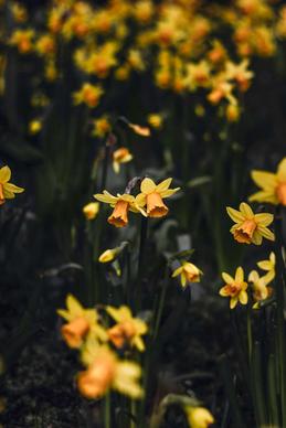 nature scene picture contrast blooming Daffodil garden