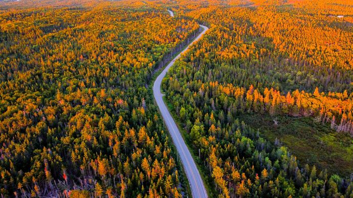 nature scene picture curvy road forest high view