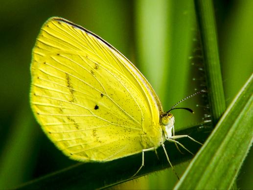 nature scene picture elegant butterfly perching leaves closeup 