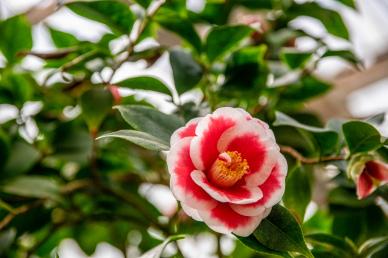 nature scene picture elegant camellia petal closeup